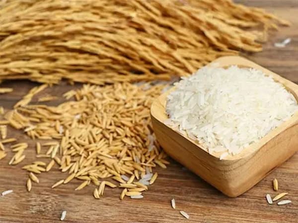 تصویر 2 از فروش برنج عنبربو کیسه زرد + قیمت خرید به صرفه